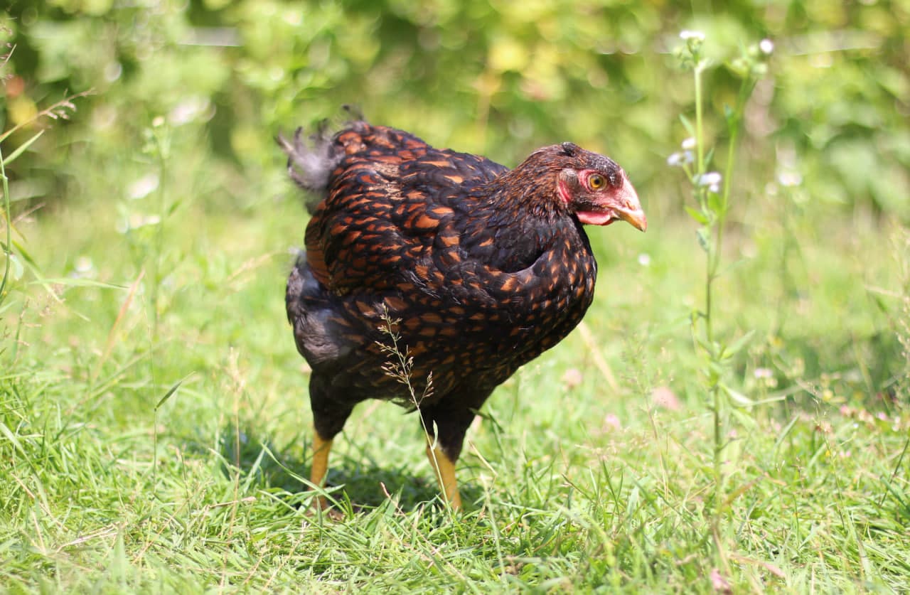 Farm photo