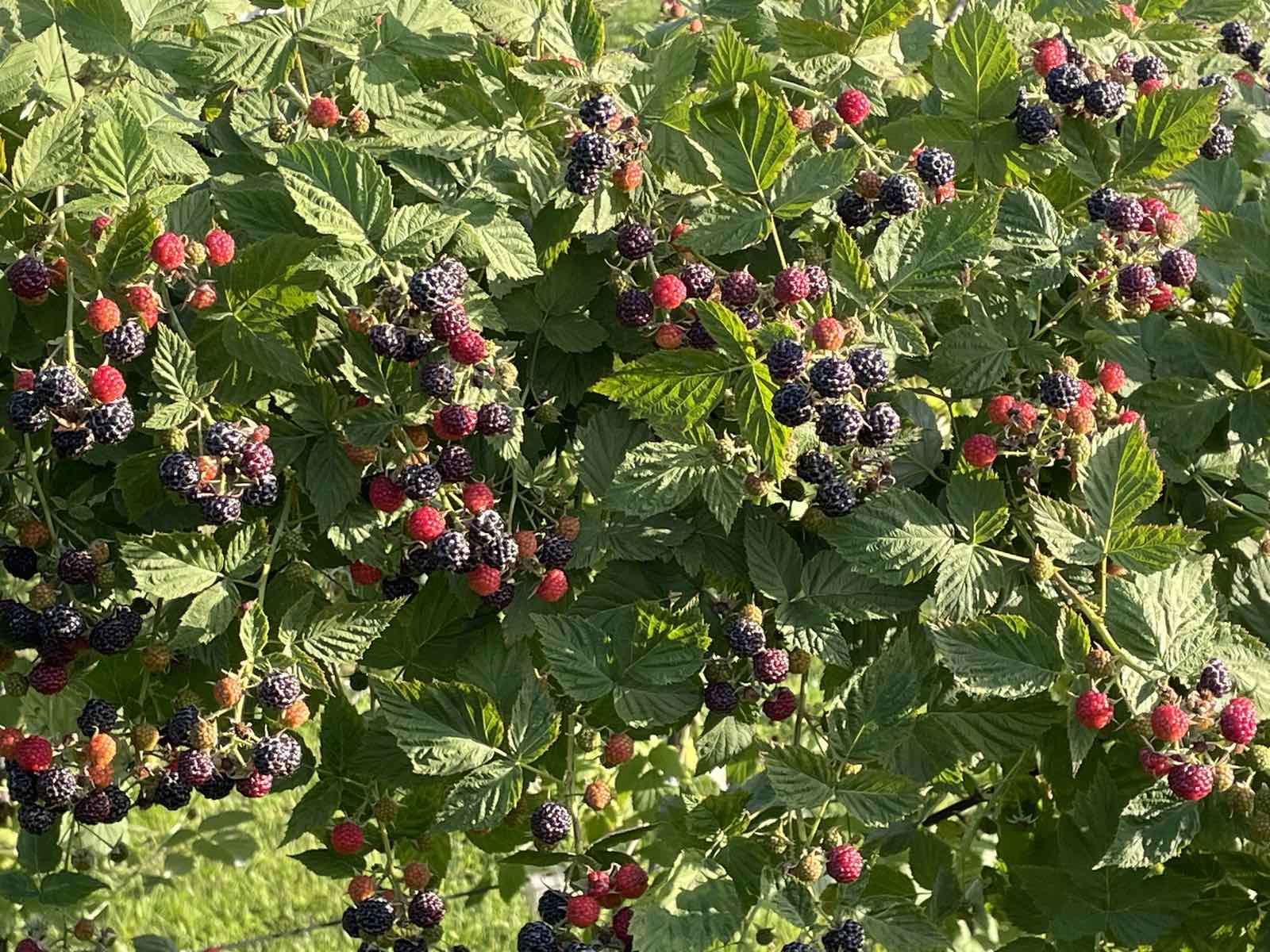 Farm photo