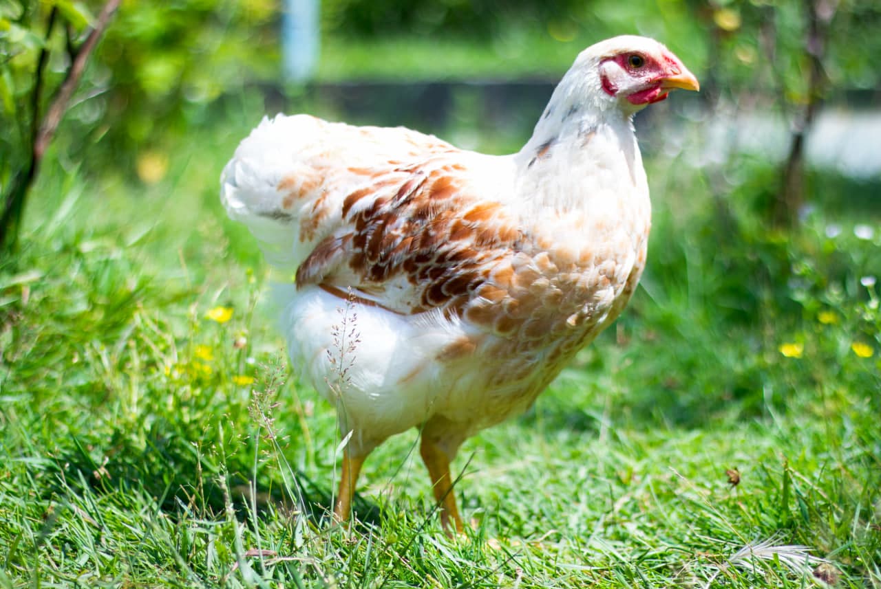 Farm photo