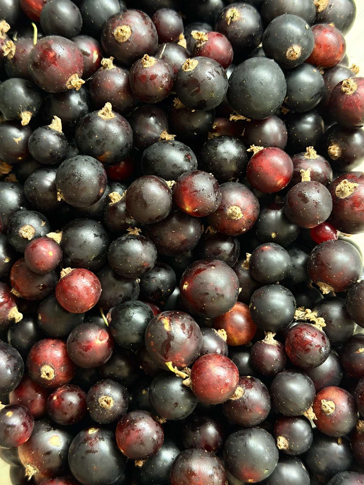Farm photo