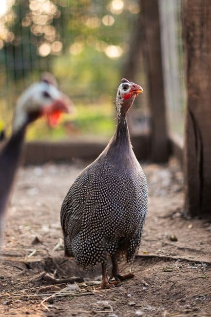 Farm photo