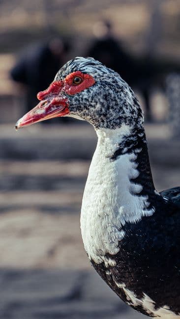 Farm photo